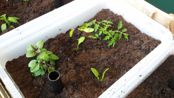 step 6 - plant up small