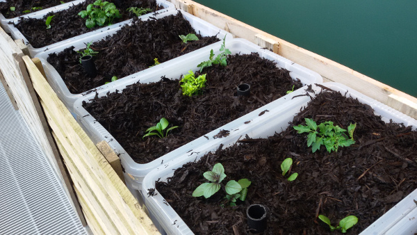 step 7 - add mulch small