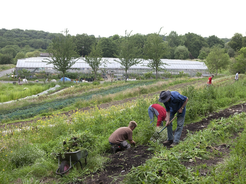 OrganicLea entrance field