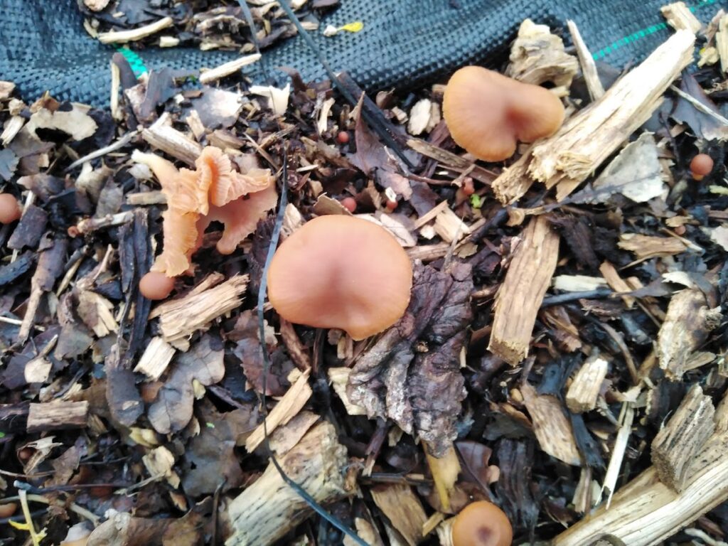 fungi growing in woodchip mulch