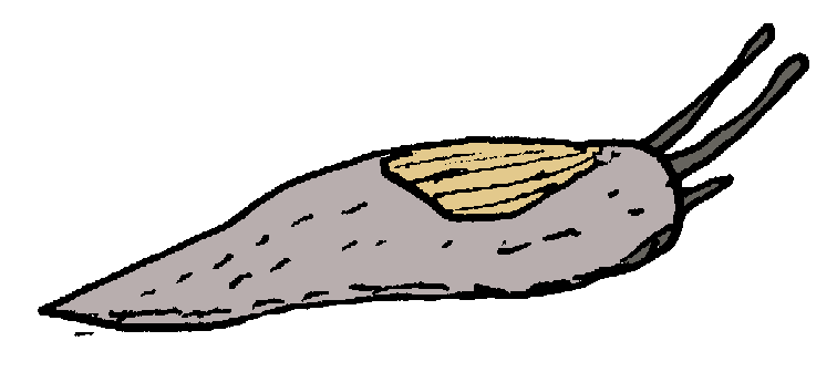 slug