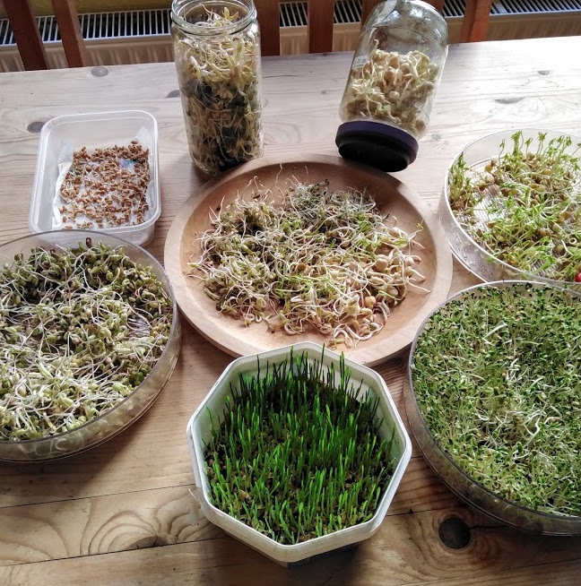 A selection of sprouted seeds and beans