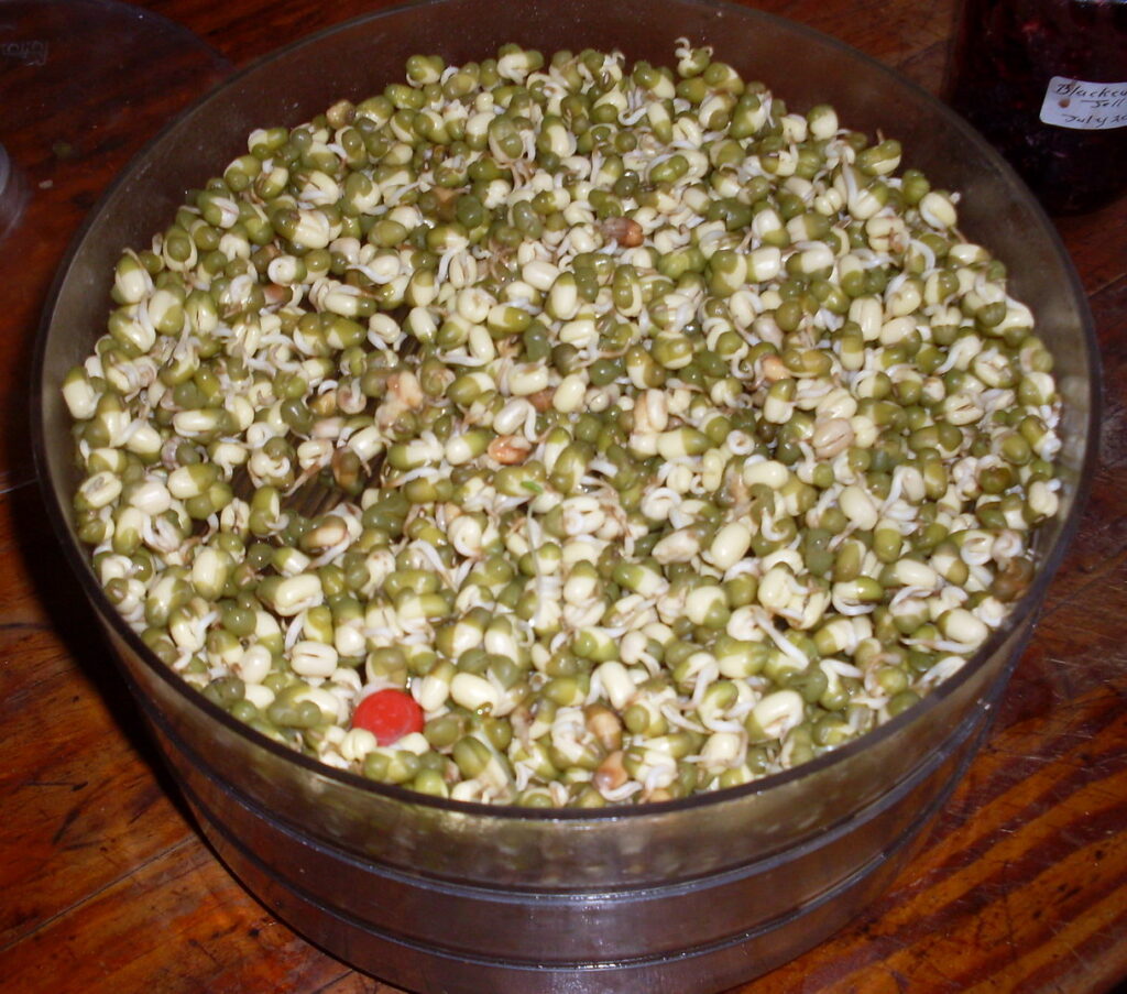 mung bean sprouts
