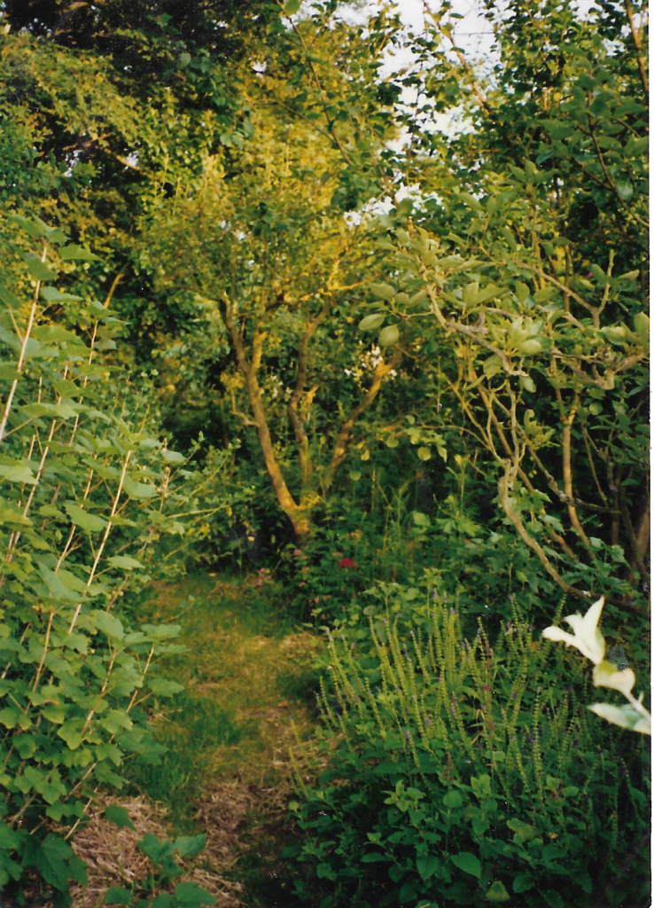 Robert Hart's forest garden